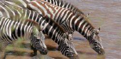 The Hemingway Wing Safari 2015